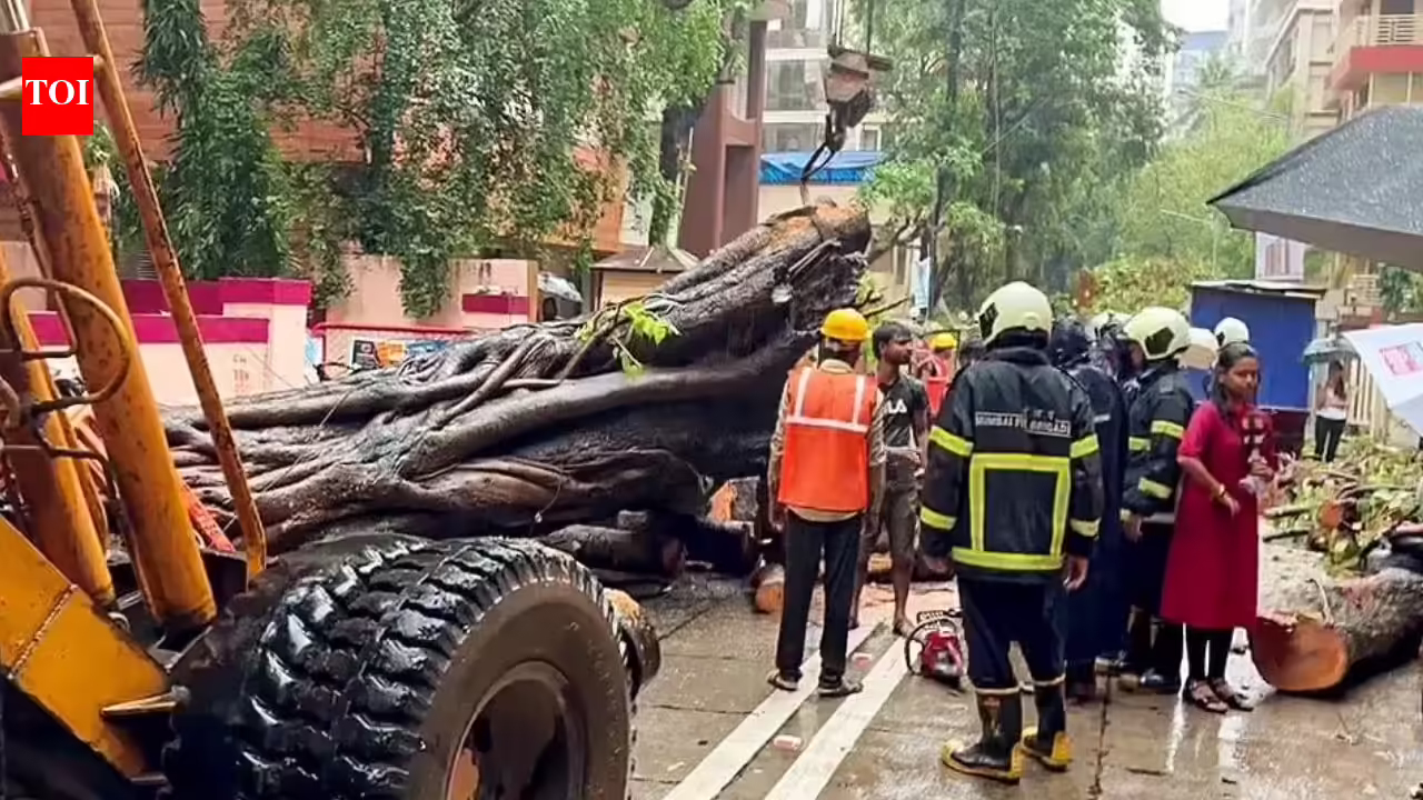 Can Mumbai save trees and lives? How technology can predict the next tree fall | Mumbai News
