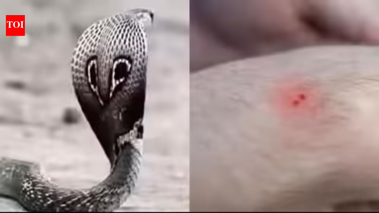 Now, snakebite to be notified disease in Maharashtra | Mumbai News