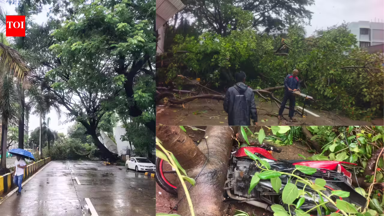 Mumbai monsoon mayhem: 8 hurt as tree collapses during inspection in Santacruz; city logs 91 plaints | Mumbai News