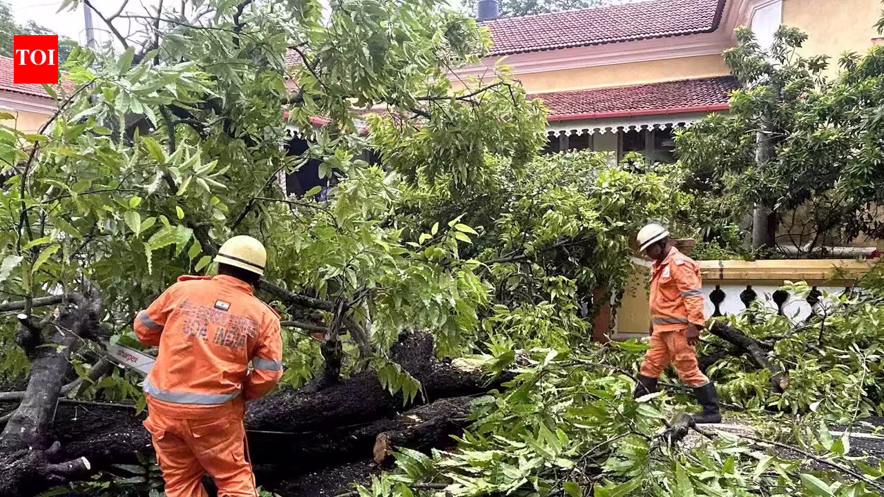 Navi Mumbai Municipal Corporation prunes 7k trees with the advent of monsoon, over 100 trees fell | Mumbai News