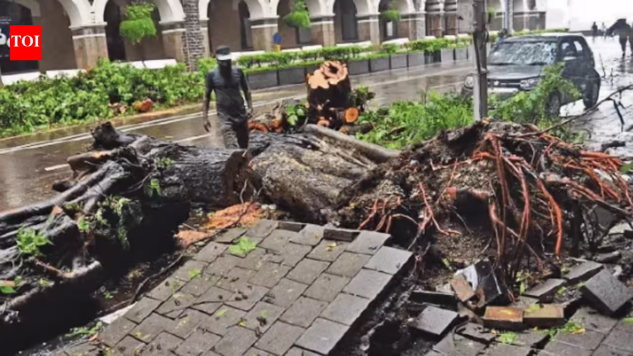 Mumbai monsoon mayhem: 2 trees fell every hour on average in just 14 days | Mumbai News