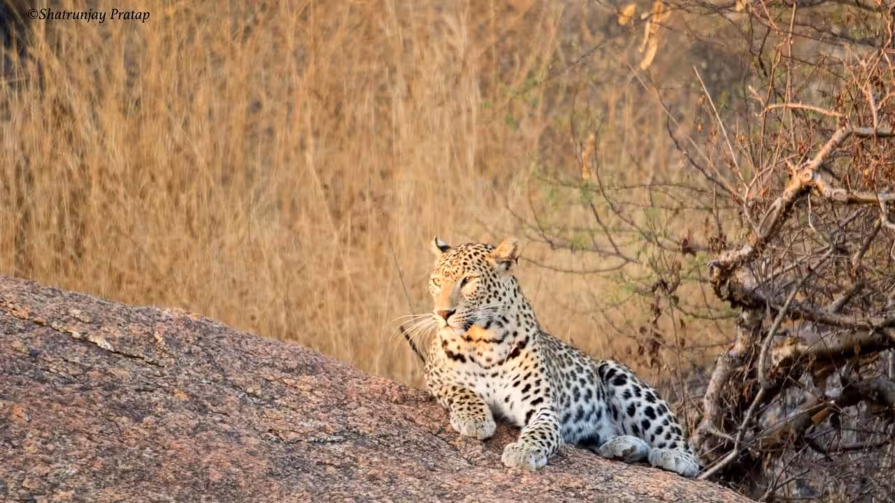Leopard Spotted on CCTV at Matheran Honeymoon Point, Panic Among Locals | Mumbai News