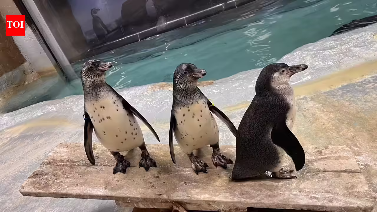 Mumbai zoo penguin count rises to 25 after four chicks declared healthy | Mumbai News
