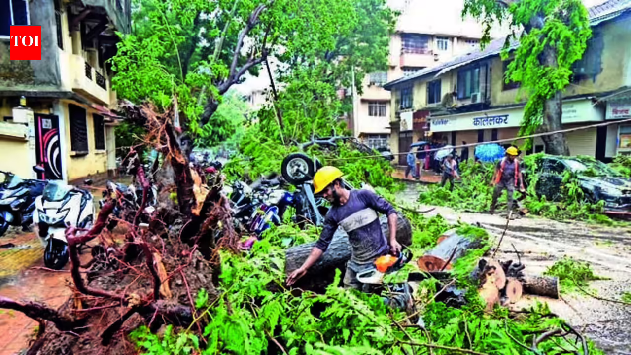 BMC prunes, removes fallen trees at 3,841 locations across Mumbai after damage due to heavy rain | Mumbai News