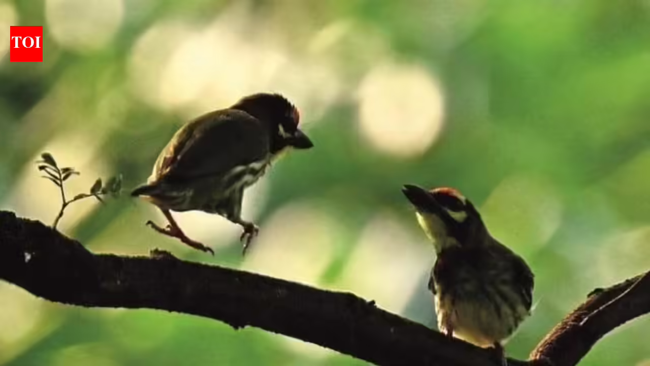 MLA: Bhandup bird park to host 250 migratory species | Mumbai News