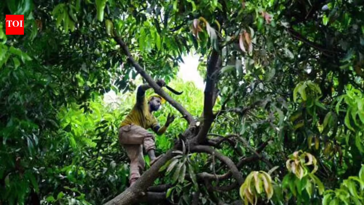 BMC probes improper tree pruning at Ghatkopar society after bird nests exposed | Mumbai News