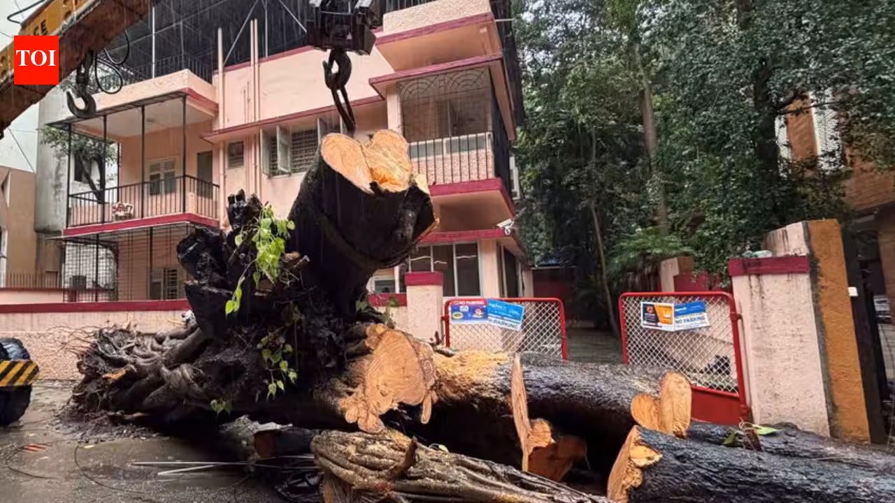 BMC to hold third-party probe into Chembur tree crash death | Mumbai News