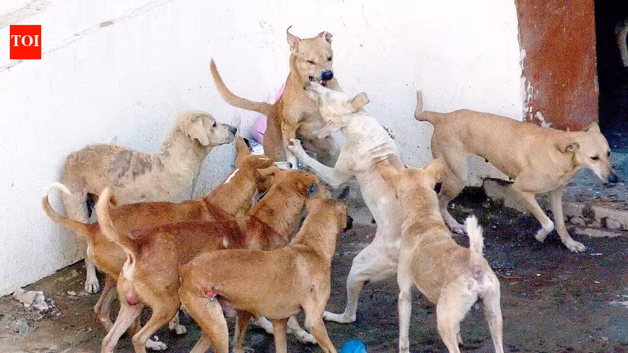 BEST bus driver booked for running over stray dog | Mumbai News