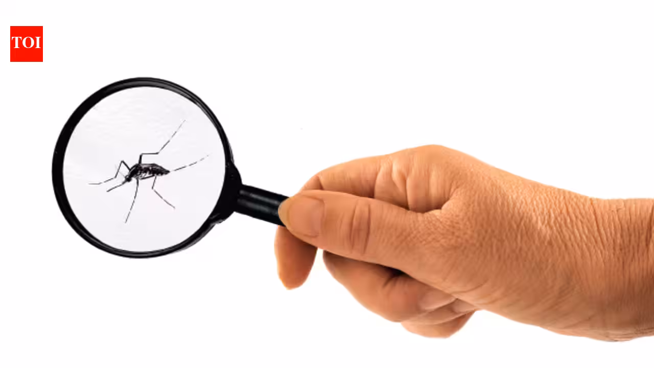 Malaria, dengue cases more than doubled in July in Mumbai; leptospirosis, gastro spike | Mumbai News
