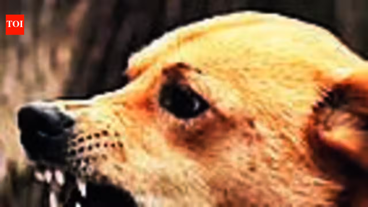 Dog-bite scare grips Kalyan, 107 fresh cases reported | Mumbai News