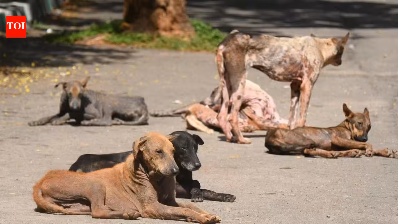 Doctor at Kalyan’s Civic Hospital Served Notice Over False Dog Bite Info