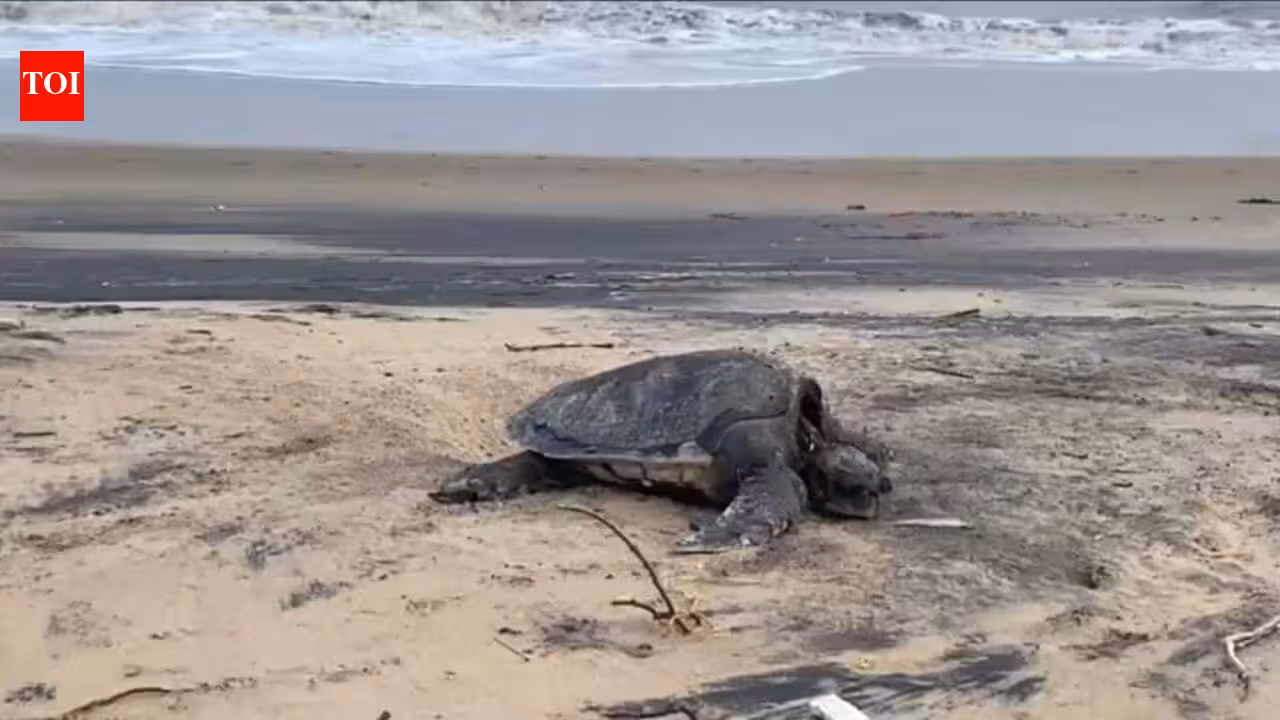 Mumbai Police rescues a 100 kg rare Loggerhead Sea Turtle in coordination with RAWW